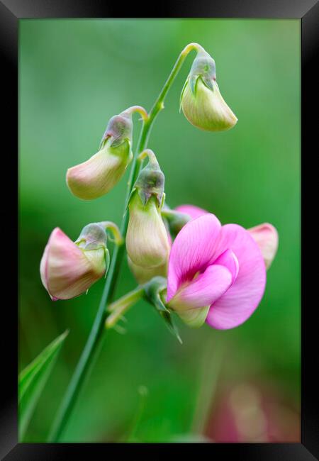 Pink Sweet Pea Flower 1 Framed Print by Neil Overy