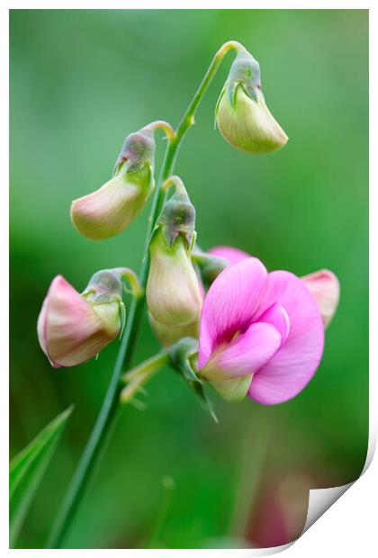 Pink Sweet Pea Flower 1 Print by Neil Overy