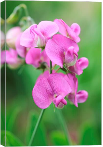 Pink Sweet Pea Flower 2 Canvas Print by Neil Overy