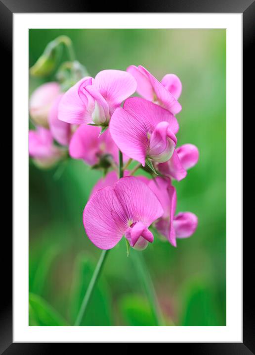 Pink Sweet Pea Flower 2 Framed Mounted Print by Neil Overy