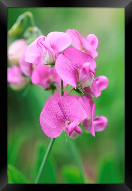Pink Sweet Pea Flower 2 Framed Print by Neil Overy