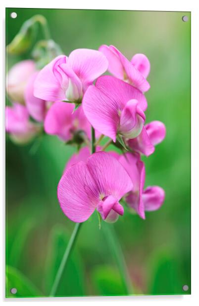 Pink Sweet Pea Flower 2 Acrylic by Neil Overy