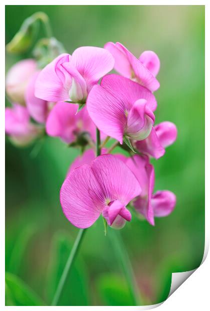 Pink Sweet Pea Flower 2 Print by Neil Overy