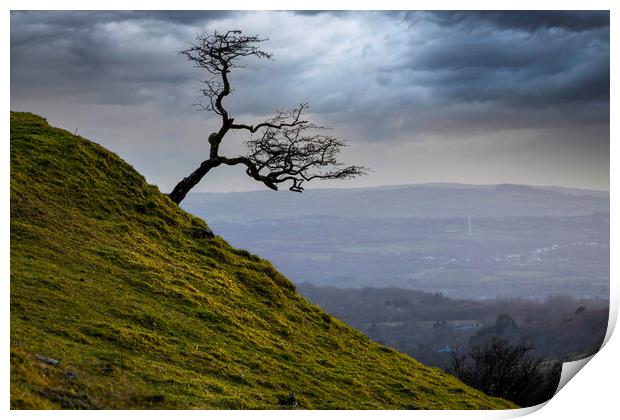 A lone tree on the Black Mountain Print by Leighton Collins