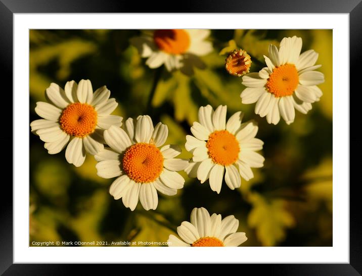 Daisy in bloom Framed Mounted Print by Mark ODonnell