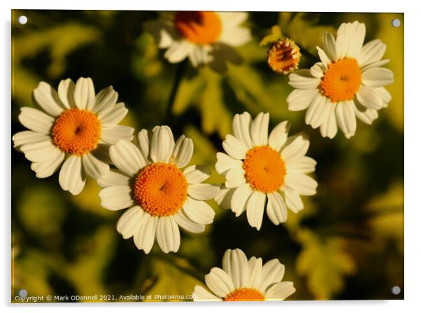 Daisy in bloom Acrylic by Mark ODonnell