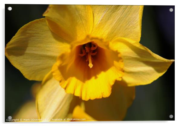 Daffodil  Acrylic by Mark ODonnell