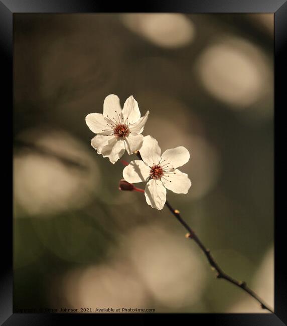 sunlit spring Blossom Framed Print by Simon Johnson