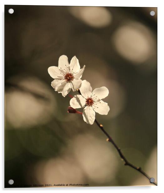 sunlit spring Blossom Acrylic by Simon Johnson