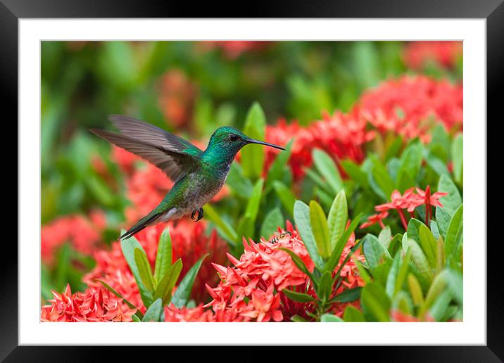 Hummingbird Flying Framed Mounted Print by Craig Lapsley