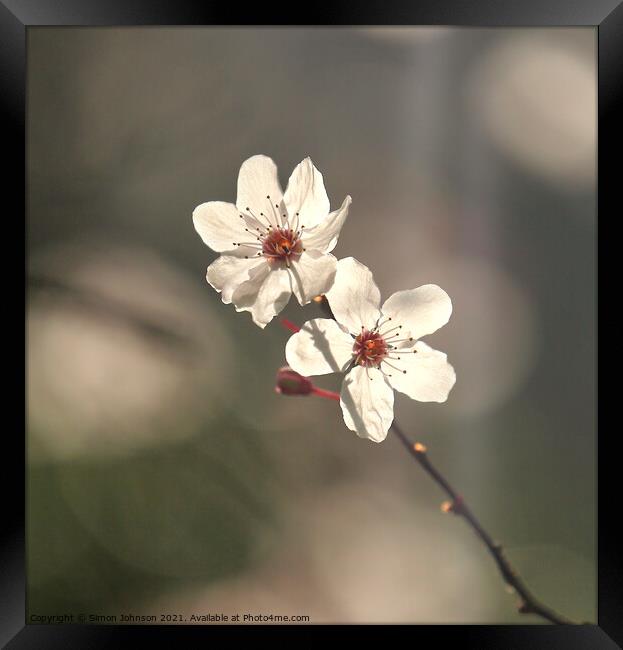 Spring Cherry Blossom Framed Print by Simon Johnson