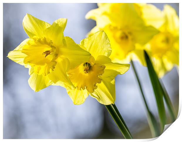 Daffodils Print by Colin Allen