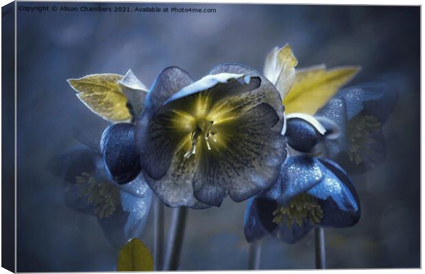 Black Hellebores  Canvas Print by Alison Chambers