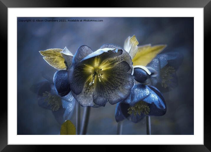 Black Hellebores  Framed Mounted Print by Alison Chambers