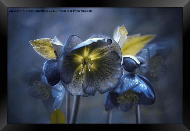 Black Hellebores  Framed Print by Alison Chambers