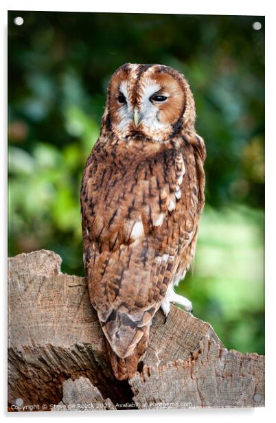 Tawny Owl; Strix aluco Acrylic by Steve de Roeck