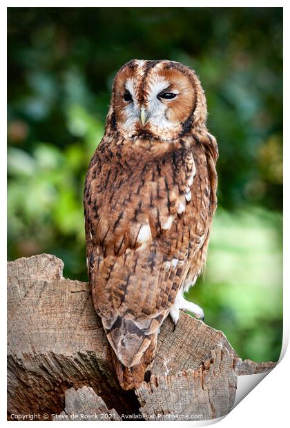 Tawny Owl; Strix aluco Print by Steve de Roeck