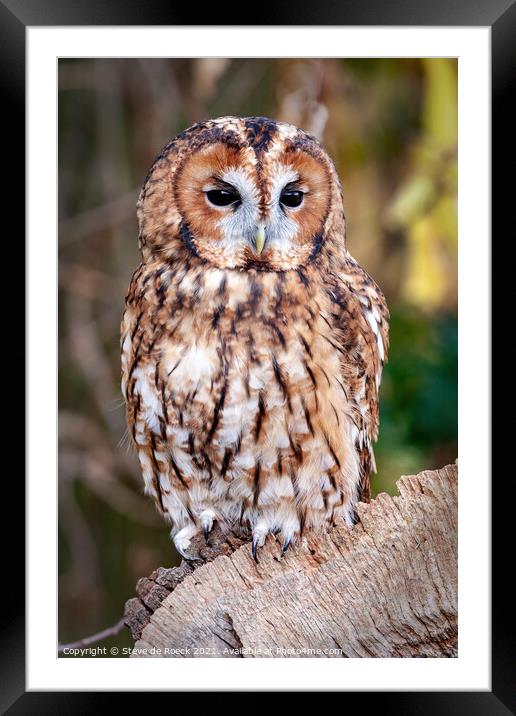 Tawny Owl; Strix aluco Framed Mounted Print by Steve de Roeck