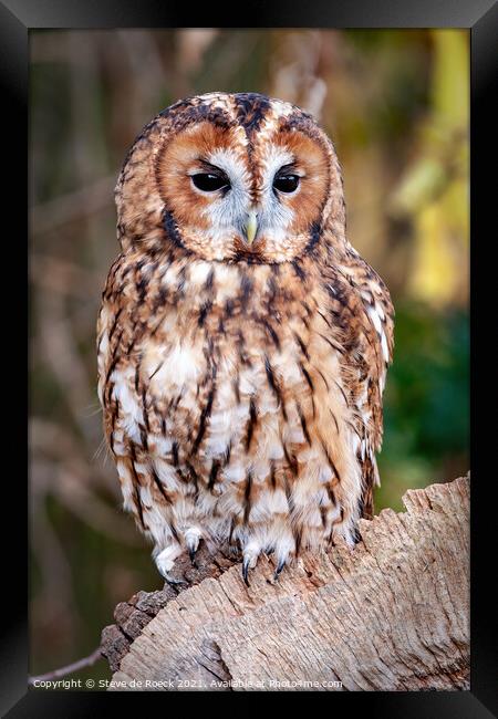 Tawny Owl; Strix aluco Framed Print by Steve de Roeck