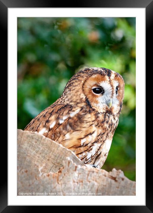 Tawny Owl; Strix aluco Framed Mounted Print by Steve de Roeck