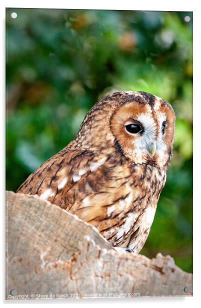 Tawny Owl; Strix aluco Acrylic by Steve de Roeck