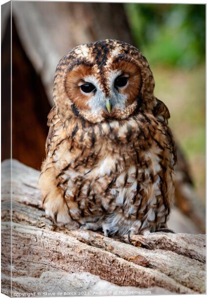 Tawny Owl; Strix aluco Canvas Print by Steve de Roeck