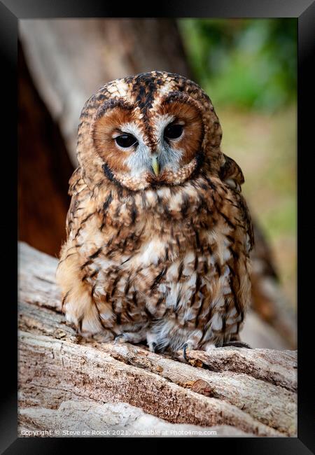 Tawny Owl; Strix aluco Framed Print by Steve de Roeck