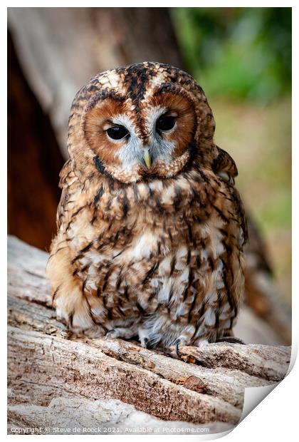 Tawny Owl; Strix aluco Print by Steve de Roeck