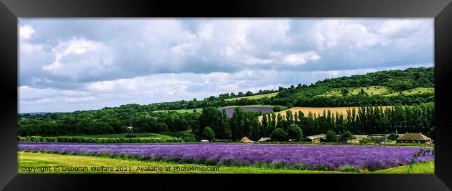 Lavender Fields , Castle Farm, Kent Framed Print by Deborah Welfare
