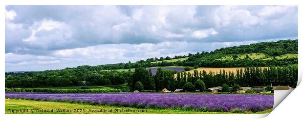 Lavender Fields , Castle Farm, Kent Print by Deborah Welfare