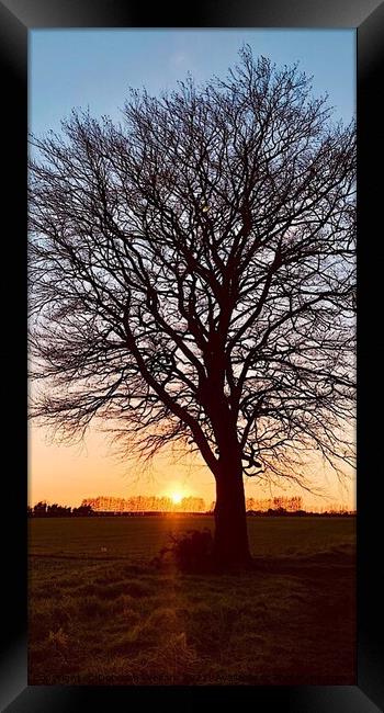Silhouetted tree at sunset Chart Sutton Kent Framed Print by Deborah Welfare
