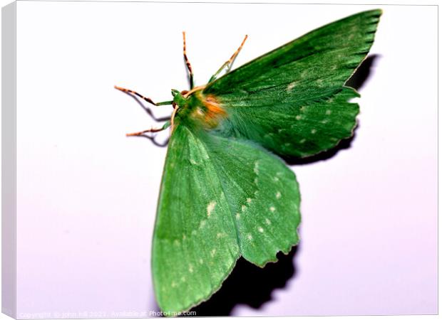 Green hairstreak butterfly. Canvas Print by john hill