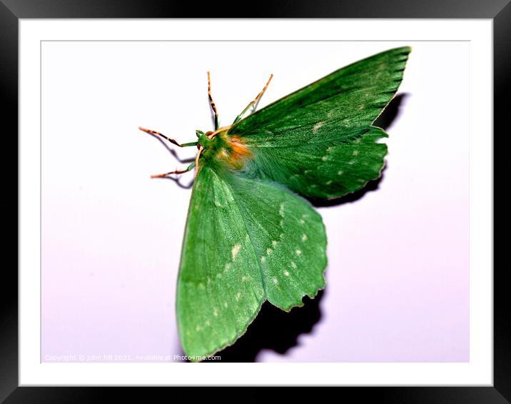Green hairstreak butterfly. Framed Mounted Print by john hill