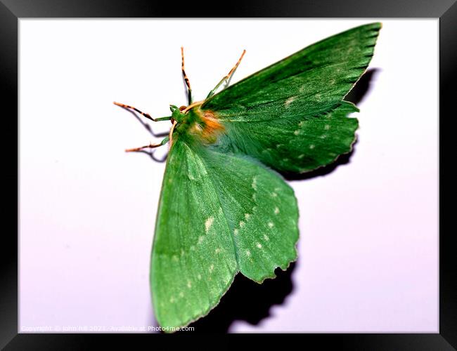 Green hairstreak butterfly. Framed Print by john hill