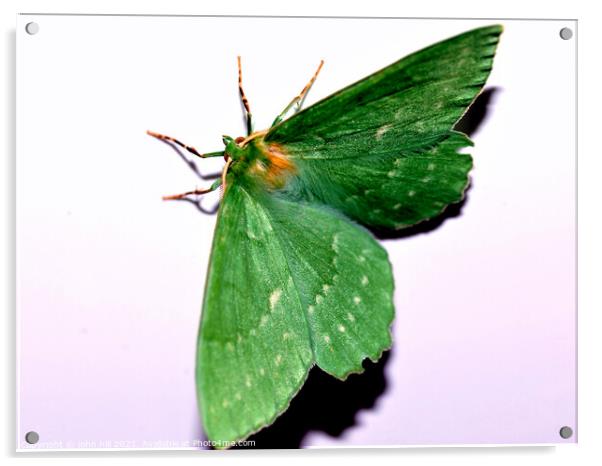 Green hairstreak butterfly. Acrylic by john hill