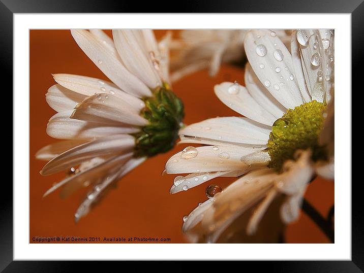 Daisy Drops Framed Mounted Print by Kat Dennis