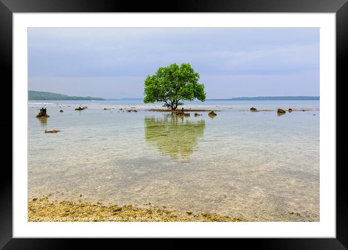 Tree on a coral rock reef - Espiritu Santo Framed Mounted Print by Laszlo Konya