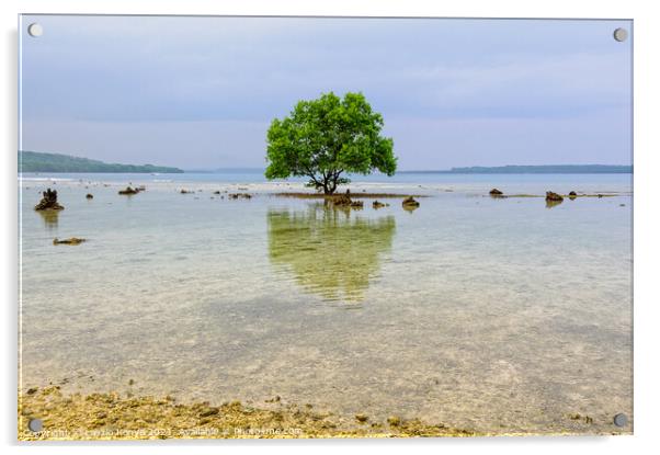Tree on a coral rock reef - Espiritu Santo Acrylic by Laszlo Konya
