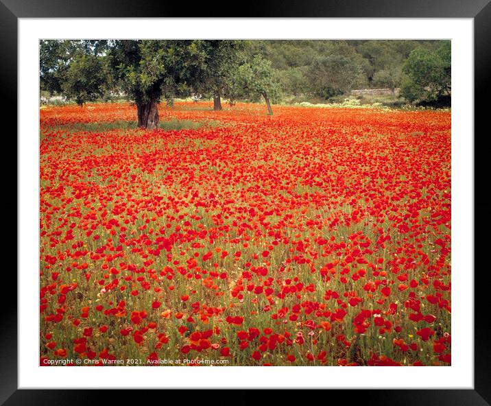 Field of Poppies spring flowers Majorca Spain Framed Mounted Print by Chris Warren