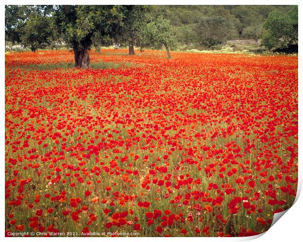 Field of Poppies spring flowers Majorca Spain Print by Chris Warren