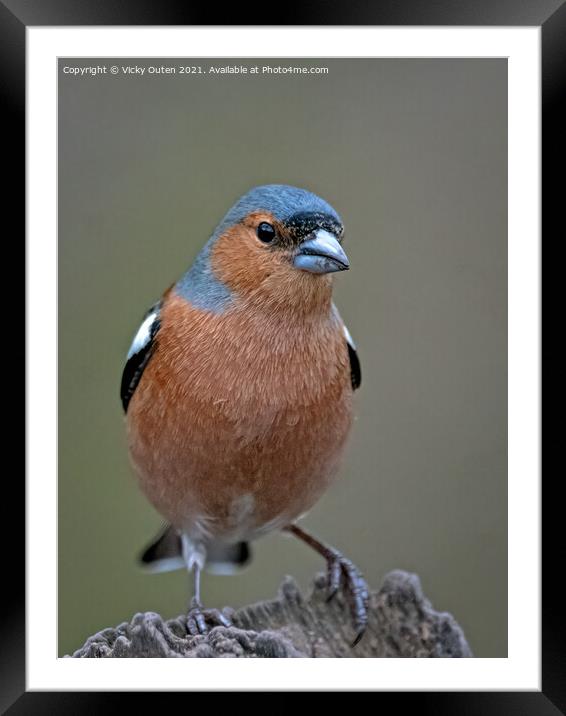 Male chaffinch sat on a post  Framed Mounted Print by Vicky Outen