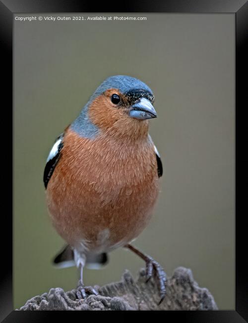 Male chaffinch sat on a post  Framed Print by Vicky Outen