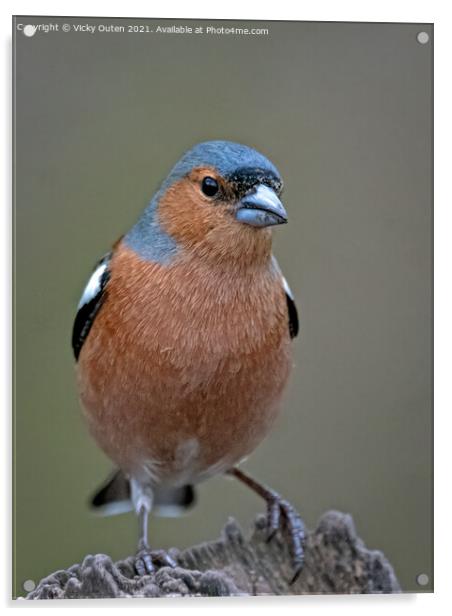 Male chaffinch sat on a post  Acrylic by Vicky Outen