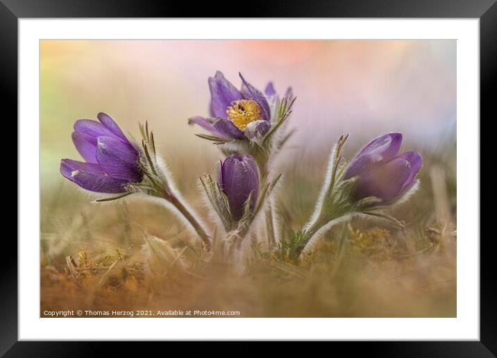 Common Pasque flower Framed Mounted Print by Thomas Herzog