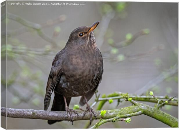 Female blackbird standing on a tree branch  Canvas Print by Vicky Outen