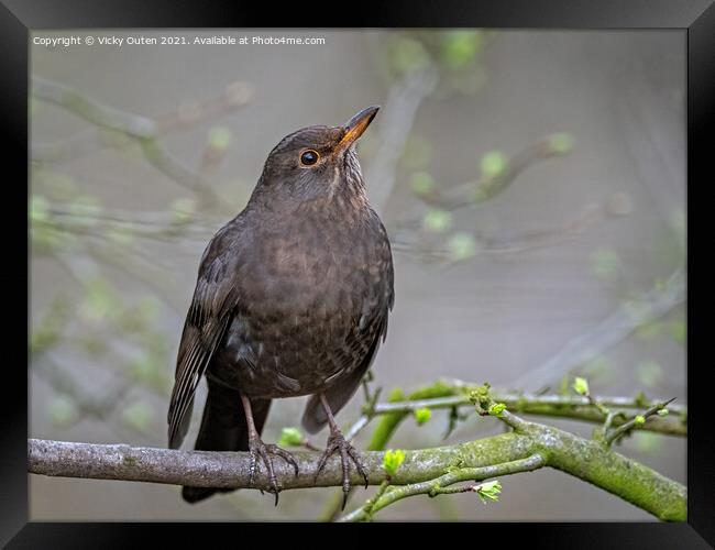Female blackbird standing on a tree branch  Framed Print by Vicky Outen