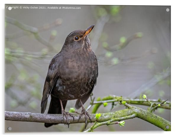 Female blackbird standing on a tree branch  Acrylic by Vicky Outen