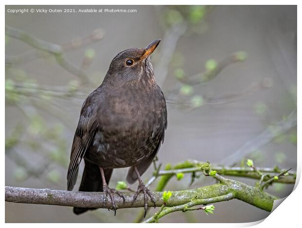 Female blackbird standing on a tree branch  Print by Vicky Outen