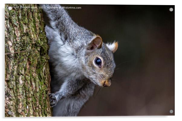  Grey Squirrel  Acrylic by keith sayer