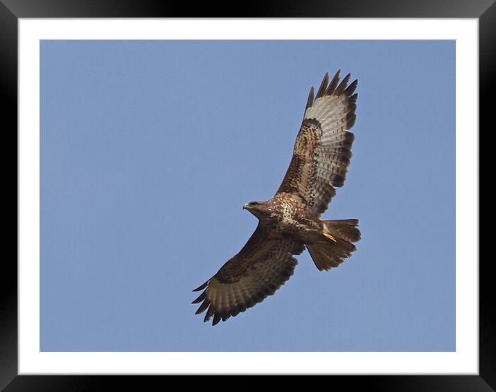 Buzzard flying Framed Mounted Print by mark humpage